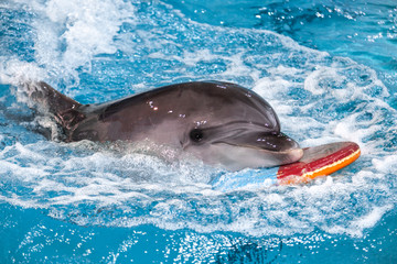 dolphin in blue water