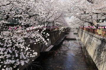 目黒川の桜並木