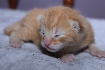 ORANGE TABBY KITTEN