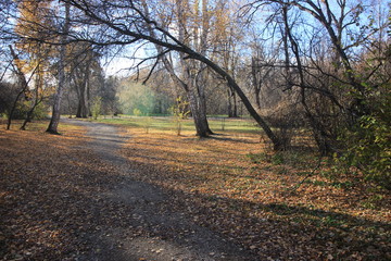 a path in the park covered with yellow leaves
