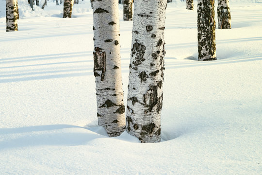 White trunks of birches in the Park in winter, illuminated by the sun