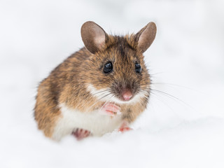 Wood mouse