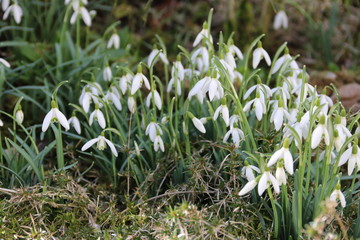 Obraz premium Schneeglöckchen blühen in der Natur
