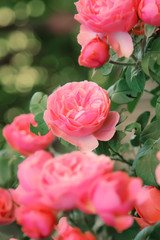 Beautiful floral summer or springtime natural background with blossom pink roses, copy space, border, selective soft focus