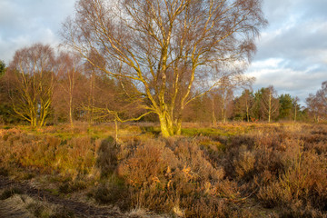 sunset in the forest