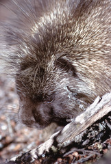 North American Porcupine (Erethizon Dorsatum)