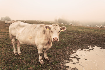 White cow on grazing in the morning autumn fog. Cows graze on an autumn meadow. Cattle breeding in the Czech Republic. Latin name bos primigenius taurus. Cows reared for slaughter.