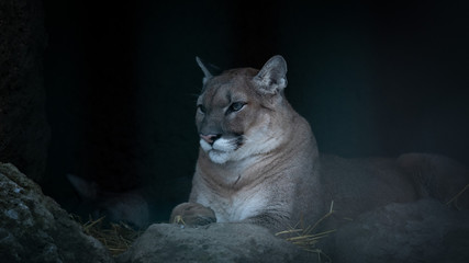 Puma (181214)