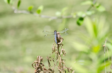 Spangled Skimmer Top View