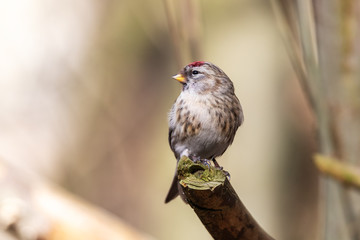 Birkenzeisig sitzt auf einem Ast am Rande eines Waldteich