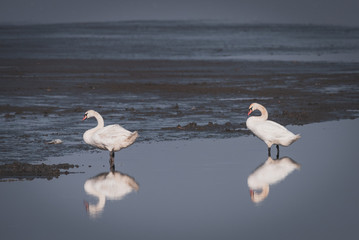 Large white swans play and swim in the lake
