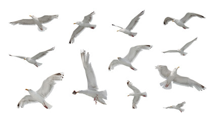 Set of seagulls in flight isolated on white background