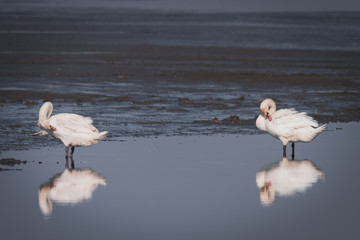 Large white swans play and swim in the lake