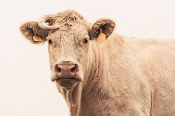 White cow on grazing in the morning autumn fog. Cows graze on an autumn meadow. Cattle breeding in the Czech Republic. Latin name bos primigenius taurus. Cows reared for slaughter.