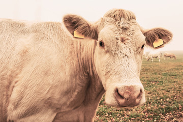 White cow on grazing in the morning autumn fog. Cows graze on an autumn meadow. Cattle breeding in the Czech Republic. Latin name bos primigenius taurus. Cows reared for slaughter.