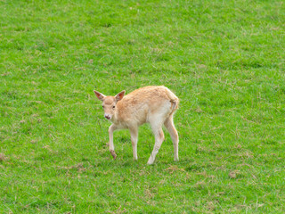 Juvenile White Fallow Deer