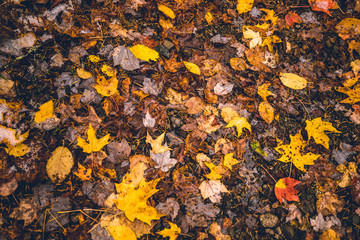 Cape Breton, Nova scotia, Canada 