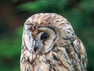 Long Eared Owl (Strix otus)