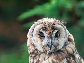 Long Eared Owl (Strix otus)