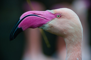 Fototapeta premium Flamingo
