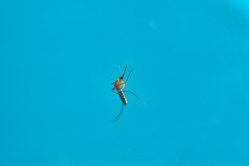 Mosquito on blue background
