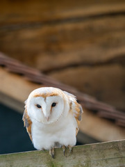 Barn Owl. Tyto alba.
