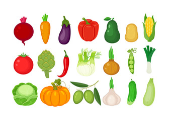Big set of different vegetables. Vector illustration isolated on white background.