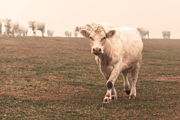 White cow on grazing in the morning autumn fog. Cows graze on an autumn meadow. Cattle breeding in...