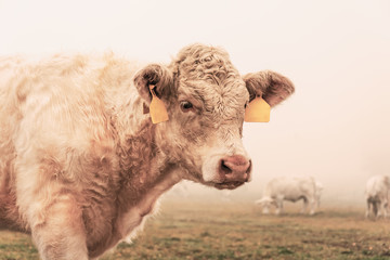 White cow on grazing in the morning autumn fog. Cows graze on an autumn meadow. Cattle breeding in the Czech Republic. Latin name bos primigenius taurus. Cows reared for slaughter.