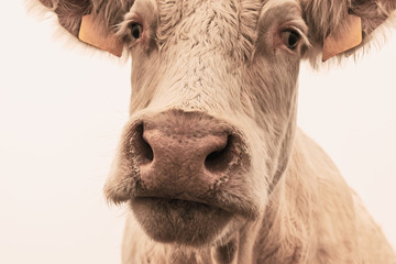 White cow on grazing in the morning autumn fog. Cows graze on an autumn meadow. Cattle breeding in...