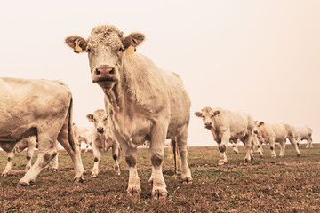 White cow on grazing in the morning autumn fog. Cows graze on an autumn meadow. Cattle breeding in...