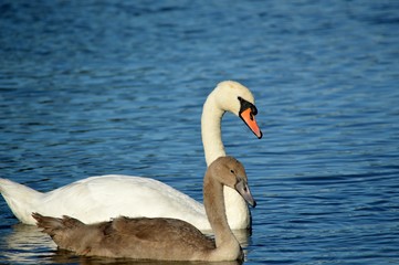 Close-up of a swan and cygnet on water.