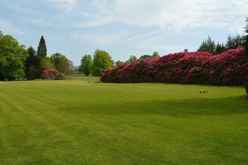 Large rhododendron bush landscape.