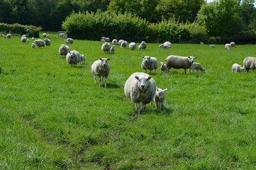 Fototapeta na wymiar Sheep walking straight ahead in a field.