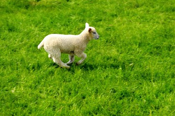 Obraz premium Small lamb running in a field.