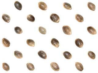 Hemp seeds arranged in a diagonal pattern for seamless background isolated on white