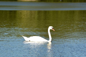 Single swan swimming on water.