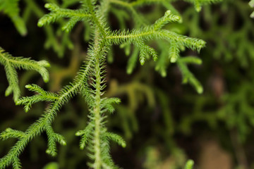 Closeup of spruce branches selective focus, green tree detail