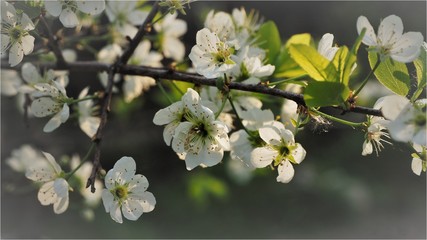 Apple blossom