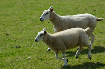 Two lambs running together in a field.