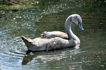 Young swan single cygnet swimming on a lake.