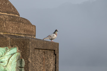 Single city pigeon sitting on a wall in the city
