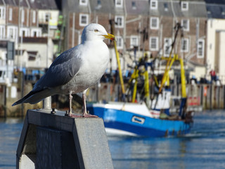 British Seagull Bird and Fishing Trawler Boats