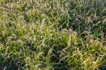 Campagne e risaie del pavese (Lombardia)