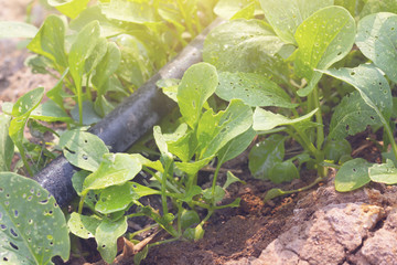 The holes on the plant leaves are planted with the process of not using insect repellent.