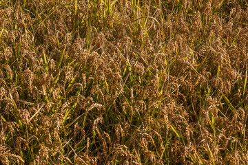 Campagne e risaie del pavese (Lombardia)