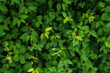 Green leaf background or the naturally walls texture Ideal (selective focus)