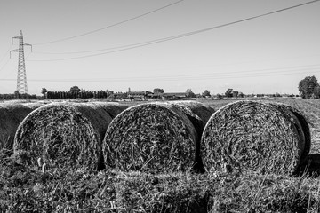 Campagne e risaie del pavese (Lombardia)