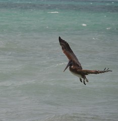 pelican in flight