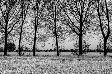 Campagne e risaie del pavese (Lombardia)